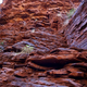 Illustration for article titled AWOL Around Australia... Part 34. The Pilbara. Part 1